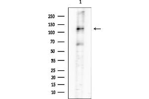 Western blot analysis of lysates from Mouse testis, using Phospho-C (Ser1007)[Ser1009] Antibody at 1/1000 dilution.