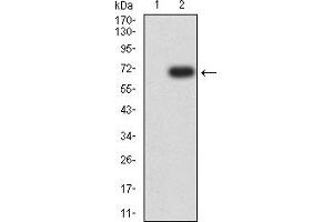 Western blot analysis using HAS1 mAb against HEK293 (1) and HAS1 (AA: 74-399)-hIgGFc transfected HEK293 (2) cell lysate. (HAS1 Antikörper  (AA 74-399))