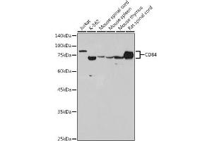 Western blot analysis of extracts of various cell lines, using CD84 antibody (ABIN7266224) at 1:1000 dilution. (CD84 Antikörper)