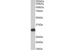 Biotinylated ABIN5539520 (0. (FHL1 Antikörper  (Internal Region) (Biotin))