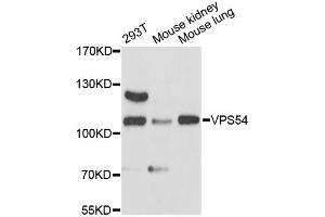 Western blot analysis of extracts of various cell lines, using VPS54 antibody (ABIN6293850) at 1:3000 dilution. (VPS54 Antikörper)