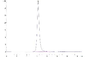 Size-exclusion chromatography-High Pressure Liquid Chromatography (SEC-HPLC) image for Fibroblast Growth Factor Receptor 4 (FGFR4) (AA 22-369) protein (His-Avi Tag) (ABIN7274631)
