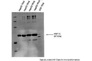 Sample Type: Human Liver Carcinoma (HepG2 lysate)10-40ug lysate/lanePrimary Dilution: 1:1000Secondary: Alexa Fluor 680 Donkey Anti-Rabbit IgG Invitrogen Secondary Dilution: 1:30,000 (HNF1A Antikörper  (N-Term))