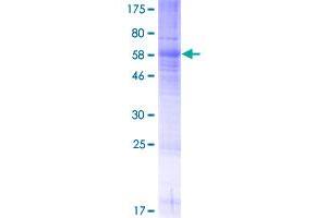 SSTR5 Protein (AA 1-364) (GST tag)