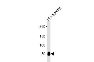 Western blot analysis of lysate from human placenta tissue lysate, using NEK11L Antibody  (ABIN392646 and ABIN2842148). (NEK11 Antikörper  (C-Term))