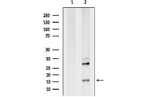 anti-Developmental Pluripotency Associated 3 (DPPA3) (Internal Region) antibody