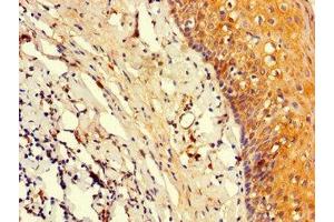 Immunohistochemistry of paraffin-embedded human tonsil tissue using ABIN7164047 at dilution of 1:100 (Oct-2 Antikörper  (AA 277-389))