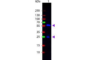 Western Blot of Rabbit anti-Biotin Fluorescein Conjugated Antibody. (Biotin Antikörper  (FITC))