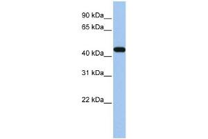 WB Suggested Anti-GATA3 Antibody Titration: 0. (GATA3 Antikörper  (N-Term))
