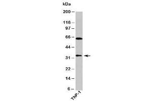 Western blot testing of human samples with DUSP13 antibody at 1ug/ml. (DUSP13 Antikörper)