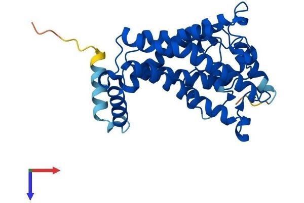 SC4MOL Protein (AA 1-293) (His tag)