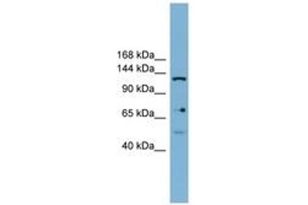 Valyl-tRNA Synthetase 2, Mitochondrial (VARS2) (AA 899-948) Antikörper