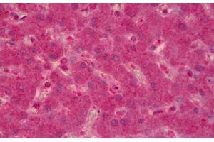 Anti-PTPN12 antibody IHC staining of human liver. (PTPN12 Antikörper)