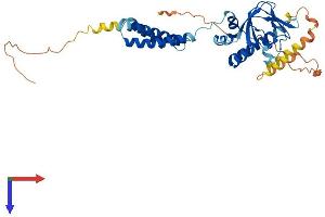 BVES Protein (AA 1-360) (His tag)