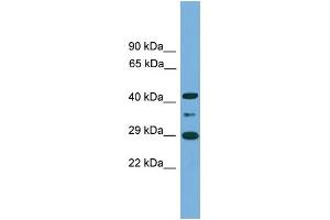 WB Suggested Anti-ENOPH1 Antibody Titration: 0. (MASA Antikörper  (Middle Region))