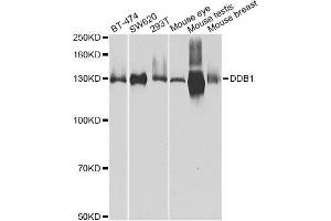 Western blot analysis of extracts of various cell lines, using DDB1 Antibody. (DDB1 Antikörper)