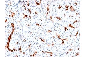 Formalin-fixed, paraffin-embedded human Pancreas stained with MUC6 Rabbit Recombinant Monoclonal Antibody (MUC6/1553R). (Rekombinanter MUC6 Antikörper)