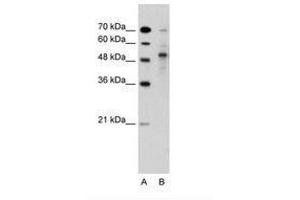 TRIM59 Antikörper  (AA 251-300)