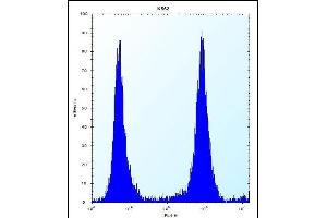 MCF2 Antibody (C-term) (ABIN656494 and ABIN2845771) flow cytometric analysis of K562 cells (right histogram) compared to a negative control cell (left histogram). (MCF2 Antikörper  (C-Term))