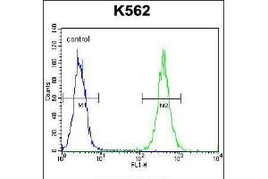 Flow cytometric analysis of K562 cells (right histogram) compared to a negative control cell (left histogram). (AGO2 Antikörper  (N-Term))