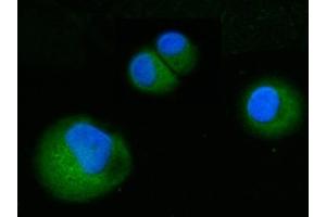 IF analysis of ABP1/AOC1 using anti-ABP1/AOC1 antibody (ABIN7600040).