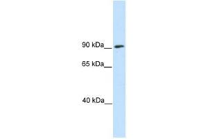 Western Blot showing SREBF1 antibody used at a concentration of 1-2 ug/ml to detect its target protein. (SREBF1 Antikörper  (N-Term))