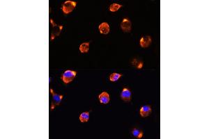 Immunofluorescence analysis of L929 cells using MFGE8 antibody (ABIN6128291, ABIN6143792, ABIN6143794 and ABIN6215931) at dilution of 1:100. (MFGE8 Antikörper  (AA 1-200))