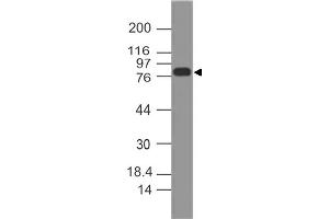 Image no. 1 for anti-Minichromosome Maintenance Complex Component 7 (MCM7) (AA 150-420) antibody (ABIN5027350) (MCM7 Antikörper  (AA 150-420))