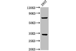Western Blot Positive WB detected in: 293T whole cell lysate All lanes: SLC25A5 antibody at 3. (SLC25A5 Antikörper  (AA 144-175))