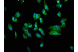 Immunofluorescence (IF) image for anti-Tumor Necrosis Factor (Ligand) Superfamily, Member 12 (TNFSF12) (AA 43-149) antibody (ABIN7173795)