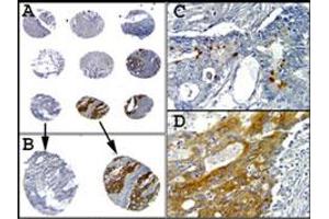 Caspase-1 Immunohistochemistry. (Caspase 1 Antikörper  (C-Term))
