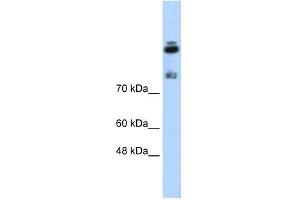 HDLBP antibody used at 0. (HDLBP Antikörper)