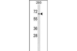 PTPN5 Antibody (N-term) (ABIN1538812 and ABIN2848688) western blot analysis in 293 cell line lysates (35 μg/lane). (PTPN5 Antikörper  (N-Term))