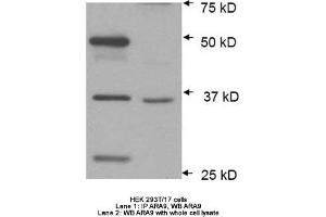 Image no. 2 for anti-Aryl Hydrocarbon Receptor Interacting Protein (AIP) antibody (ABIN363261) (AIP Antikörper)