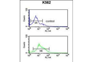 Flow cytometric analysis of K562 cells (bottom histogram) compared to a negative control cell (top histogram). (TJP1 Antikörper  (C-Term))