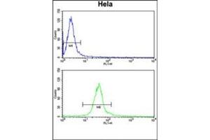 Flow cytometry analysis of Hela cells using DERL1 Antibody (C-term) Cat.