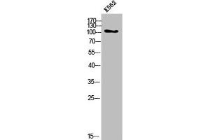 Western Blotting (WB) image for anti-Collagen, Type VI, alpha 2 (COL6A2) (Internal Region) antibody (ABIN7186376)