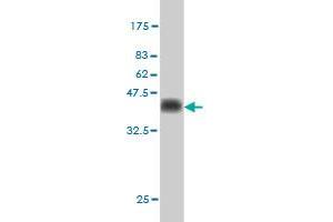 Western Blot detection against Immunogen (36. (CDX4 Antikörper  (AA 71-170))