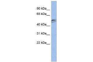 Human PANC1; WB Suggested Anti-SNAPC3 Antibody Titration: 0. (SNAPC3 Antikörper  (Middle Region))