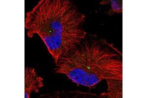 Immunofluorescent staining of human cell line U-251 MG with FAM82B polyclonal antibody  at 1-4 ug/ml shows positivity in centrosome. (FAM82B Antikörper)