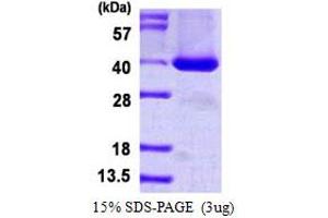 Image no. 1 for Signal Transducing Adaptor Family Member 1 (STAP1) protein (His tag) (ABIN1098624)