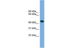 Human Muscle; WB Suggested Anti-BRF2 Antibody Titration: 0. (BRF2 Antikörper  (C-Term, Middle Region))