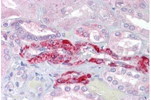 Anti-SLC39A14 antibody IHC staining of human kidney. (SLC39A14 Antikörper  (Internal Region))
