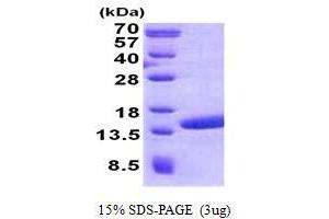 Image no. 1 for Polymerase (RNA) II (DNA Directed) Polypeptide J2 (POLR2J2) protein (His tag) (ABIN1098534)