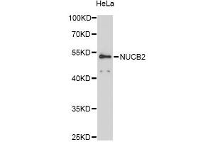 Western blot analysis of extracts of HeLa cells, using NUCB2 antibody (ABIN6290685) at 1:3000 dilution. (NUCB2 Antikörper)