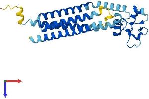 Tetraspanin 3 Protein (TSPAN3) (AA 1-253) (His tag)