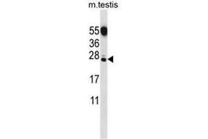 CT011 Antibody (N-term) western blot analysis in mouse testis tissue lysates (35µg/lane). (GID8/C20orf11 Antikörper  (N-Term))