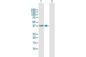 Western Blot analysis of PIPOX expression in transfected 293T cell line by PIPOX MaxPab polyclonal antibody. (PIPOX Antikörper  (AA 1-390))