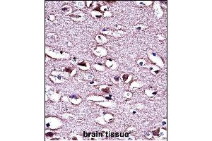 LMO2 Antibody (N-term) (ABIN658023 and ABIN2846961) immunohistochemistry analysis in formalin fixed and paraffin embedded human brain tissue followed by peroxidase conjugation of the secondary antibody and DAB staining. (LMO2 Antikörper  (N-Term))