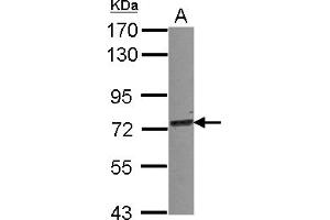 Western Blotting (WB) image for anti-Tripartite Motif Containing 25 (TRIM25) (AA 243-491) antibody (ABIN1501503) (TRIM25 Antikörper  (AA 243-491))